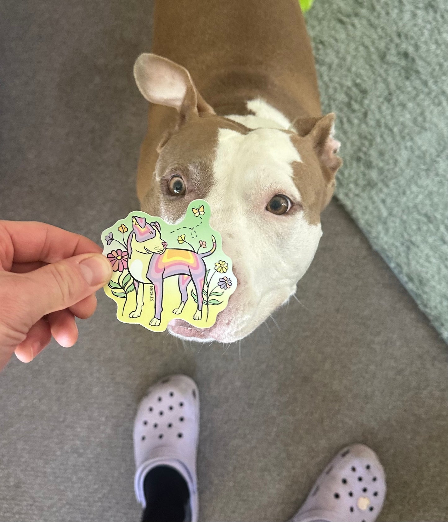 Sky - American Bully Sticker