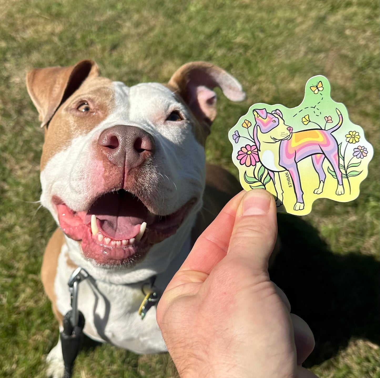 Sky - American Bully Sticker